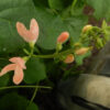 Bean, Sunset Runner (Phaseolus coccineus), packet of 7 seeds