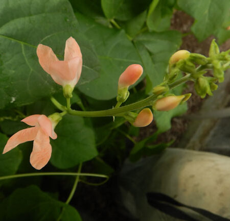 Bean, Sunset Runner (Phaseolus coccineus), packet of 7 seeds