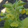 Tobacco, Rapa Nui (Nicotiana rustica), packet of 100 seeds, organic - Image 4