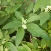 Cordia verbenacea (Erva Baleeira) potted shrub in a 9-inch pot, organic