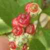 Cordia verbenacea (Erva Baleeira) potted shrub in a 9-inch pot, organic - Image 2