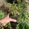 Tulsi, Rama -- Rama Tulsi, Holy Basil (Ocimum tenuiflorum) seeds, organic - Image 7