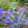 Sage, Transylvanian Blue (Salvia transsylvanica), Packet of 20 seeds, Organic