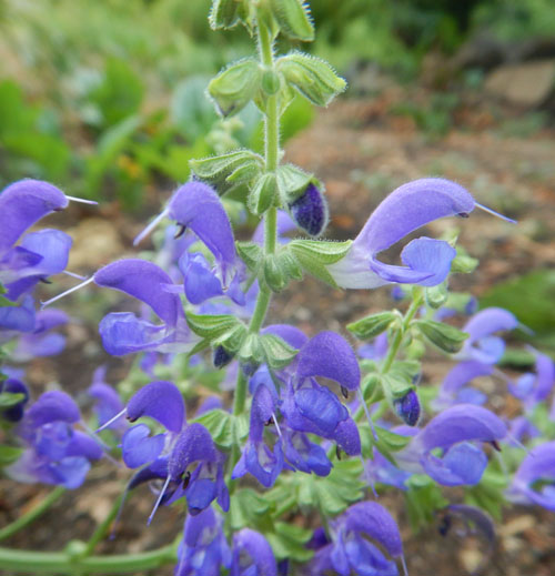 Salvia Transsylvanica-Blue Cloud 15 seeds HP