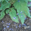Sage, Transylvanian Blue (Salvia transsylvanica), Packet of 20 seeds, Organic - Image 2