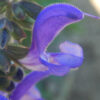 Sage, Transylvanian Blue (Salvia transsylvanica), Packet of 20 seeds, Organic - Image 3