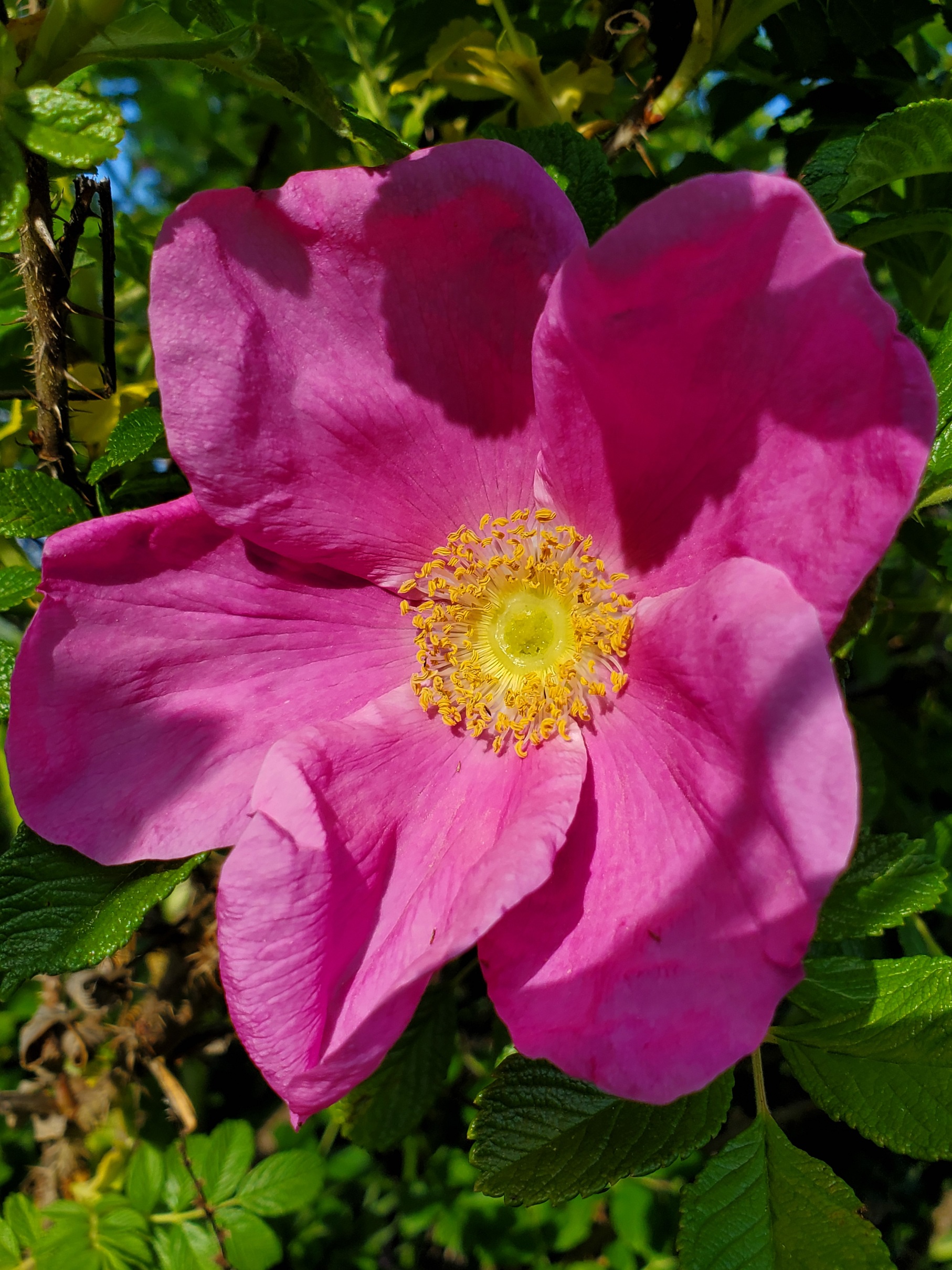 Rose, Rugosa (Rosa rugosa) packet of 30 seeds, organic
