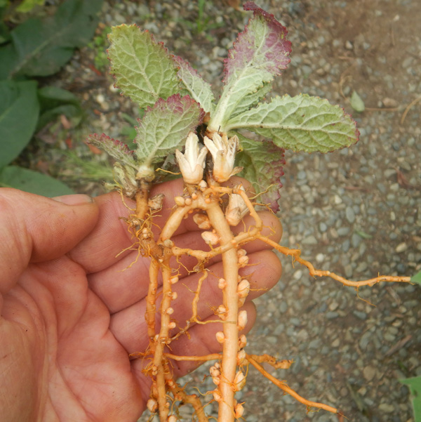 Rehmannia (Sheng-di-huang) (Rehmannia glutinosa) potted plant, organic - Image 8