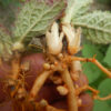 Rehmannia (Sheng-di-huang) (Rehmannia glutinosa) potted plant, organic - Image 2