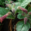 Rehmannia (Sheng-di-huang) (Rehmannia glutinosa) potted plant, organic - Image 4