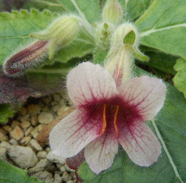 Rehmannia (Sheng-di-huang) (Rehmannia glutinosa) potted plant, organic