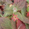Rehmannia (Sheng-di-huang) (Rehmannia glutinosa) potted plant, organic - Image 6