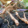 Rehmannia (Sheng-di-huang) (Rehmannia glutinosa) potted plant, organic - Image 7