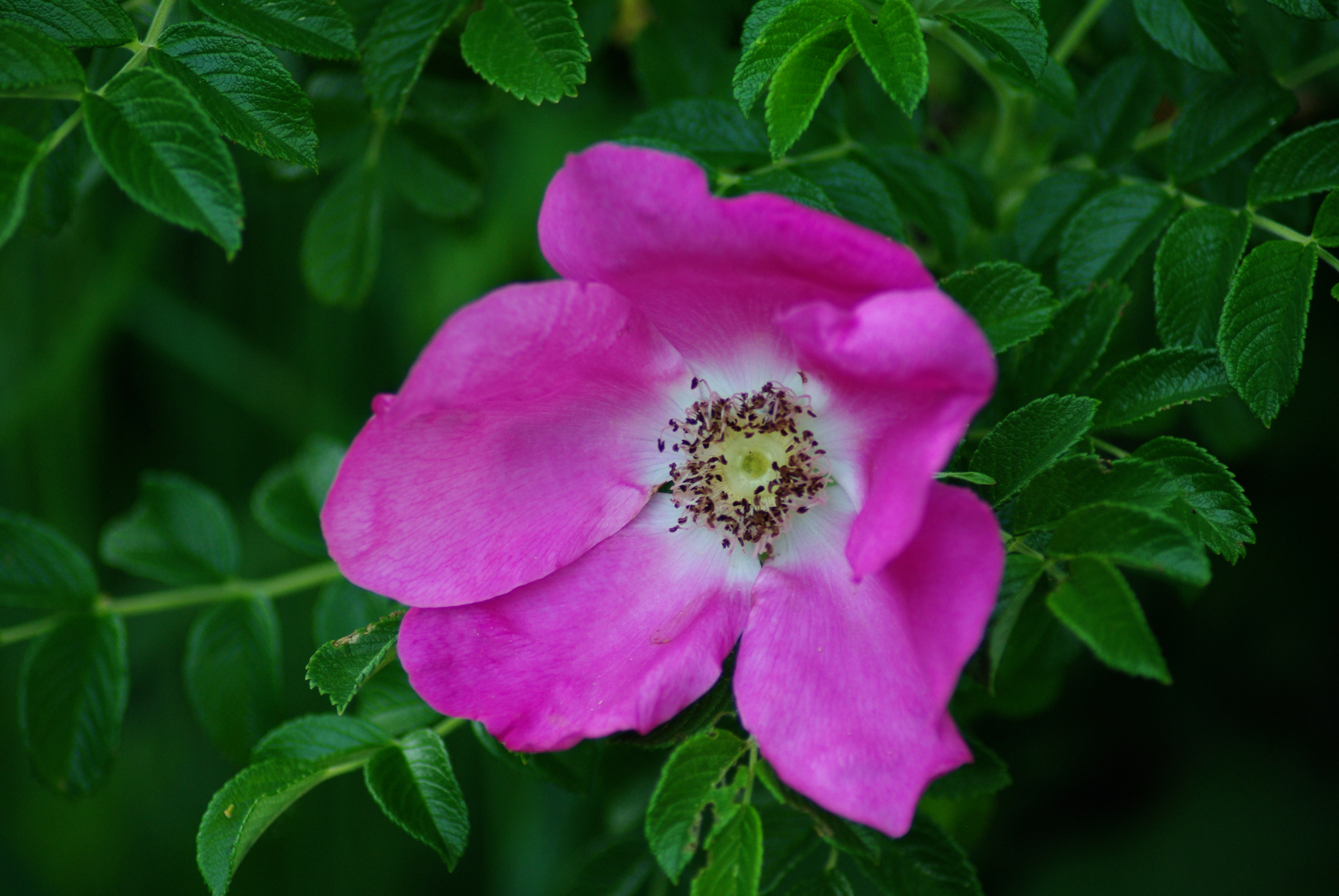 Rose, Rugosa (Rosa rugosa) packet of 30 seeds, organic