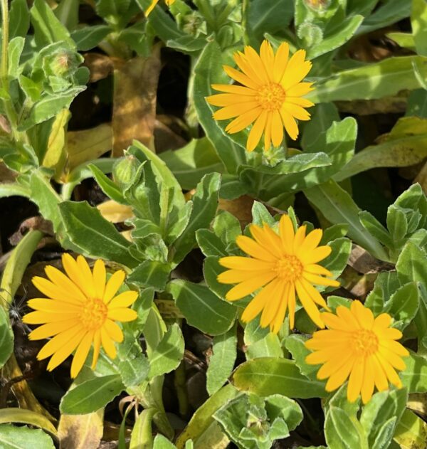 Calendula, Wild (Calendula arvensis), packet of 10 seeds, organic - Image 4