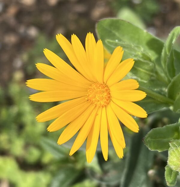 Calendula, Wild (Calendula arvensis), packet of 10 seeds, organic