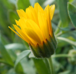 Calendula, Solis Sponsa seeds, organic | Strictly Medicinal Seeds