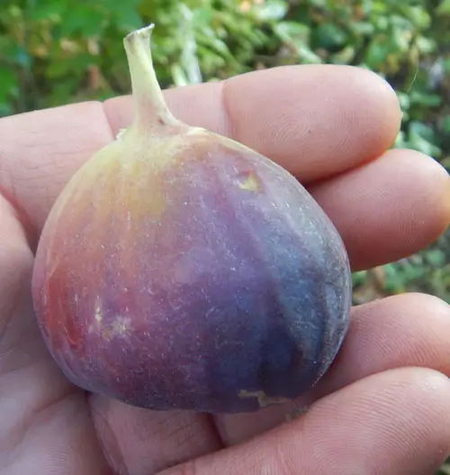 Fig, Applegate (Ficus carica) potted tree, organic - Image 3