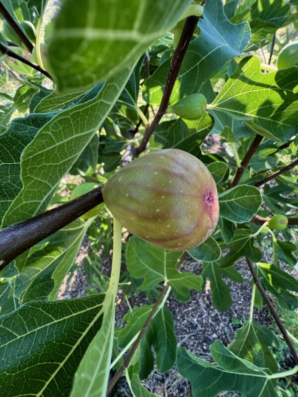 Fig, Applegate (Ficus carica) potted tree, organic - Image 8