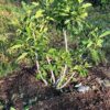 Fig, Applegate (Ficus carica) potted tree, organic