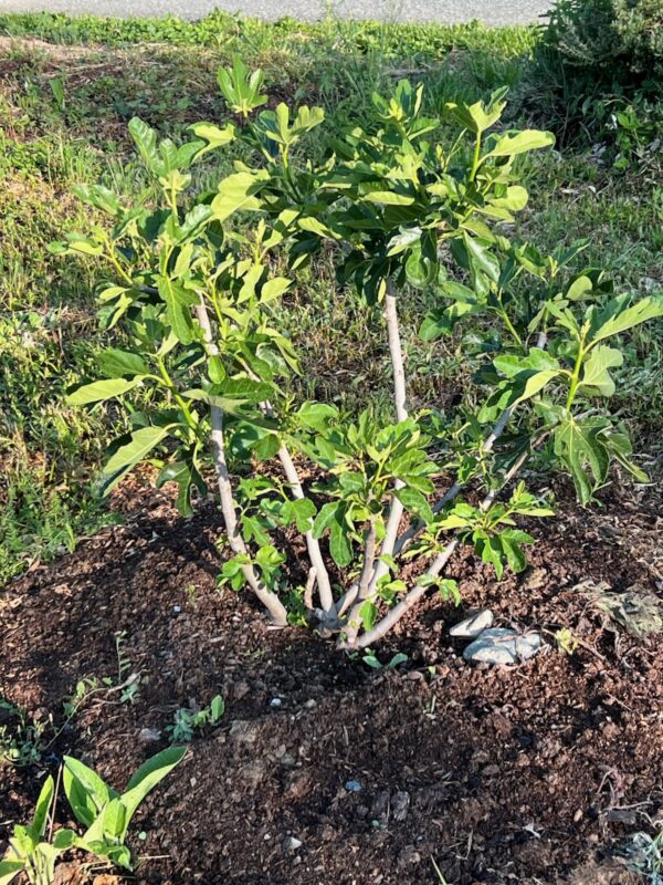 Fig, Applegate (Ficus carica) potted tree, organic
