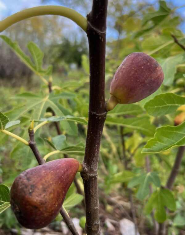 Fig, Applegate (Ficus carica) potted tree, organic - Image 6