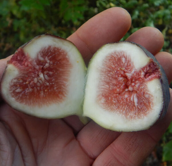 Fig, Applegate (Ficus carica) potted tree, organic