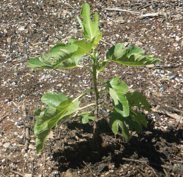 Fig, Applegate (Ficus carica) potted tree, organic - Image 4