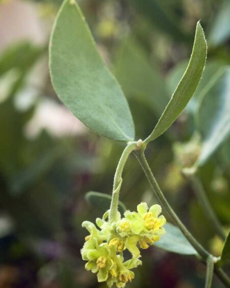 Jojoba (Simmondsia chinensis) Flowers