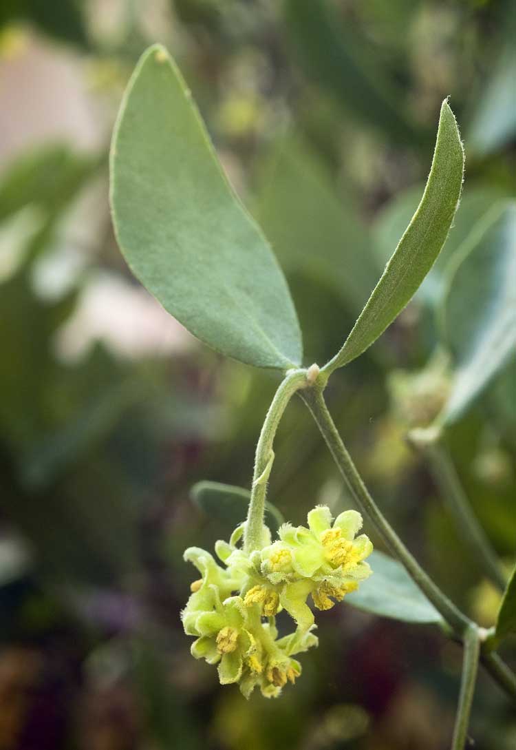 Jojoba (Simmondsia chinensis) Flowers