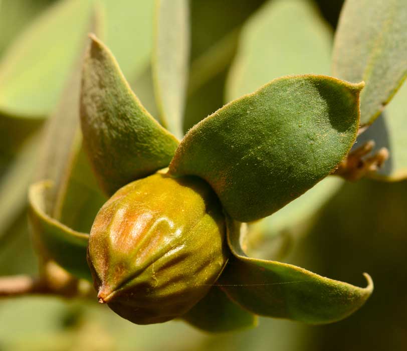 Jojoba (Simmondsia chinensis) Fruit