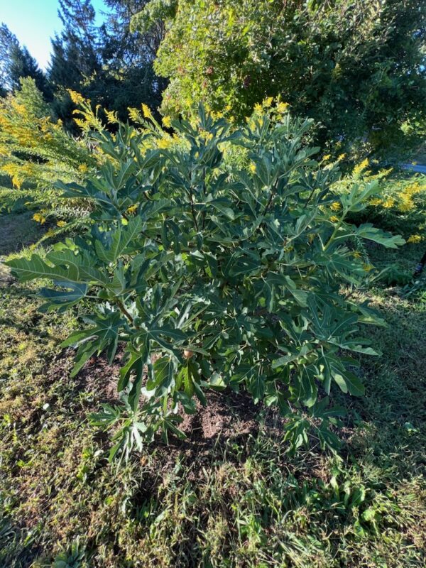 Fig, Applegate (Ficus carica) potted tree, organic
