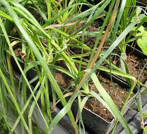 Zhi-mu (Anemarrhena asphodeloides) packet of 20 seeds - Image 2