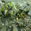 Zhi-mu (Anemarrhena asphodeloides) potted plant, organic - Image 3