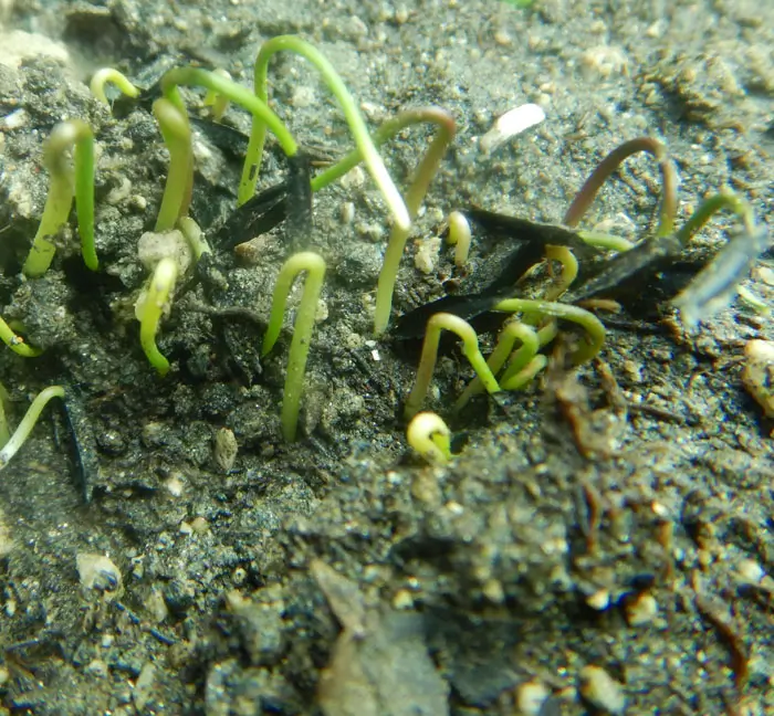 Zhi-mu (Anemarrhena asphodeloides) packet of 20 seeds - Image 4