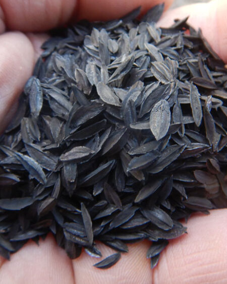 Zhi-mu (Anemarrhena asphodeloides) packet of 20 seeds