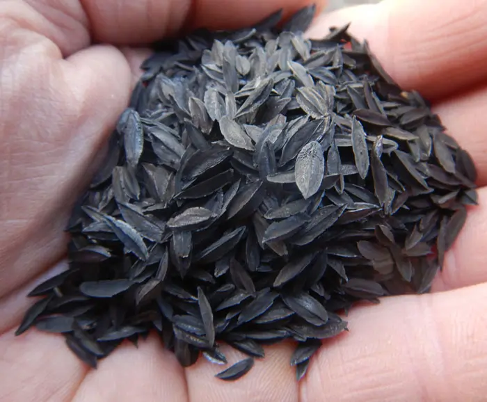 Zhi-mu (Anemarrhena asphodeloides) packet of 20 seeds