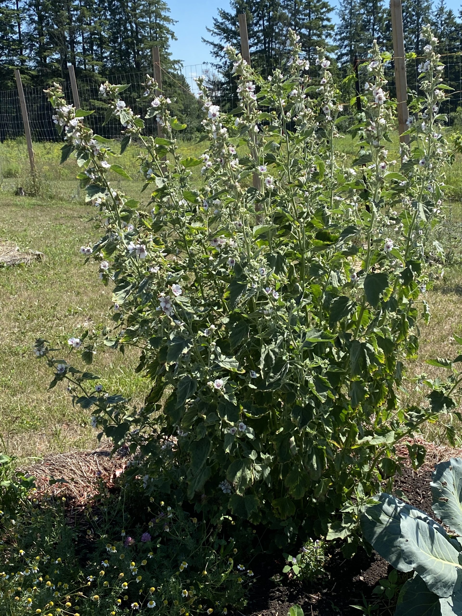 Marshmallow (Althaea officinalis) potted plant, organic - Image 4
