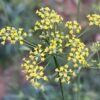 Bupleurum, Chinese (Bupleurum chinense, Bei-chai-hu) packet of 50 seeds, organic