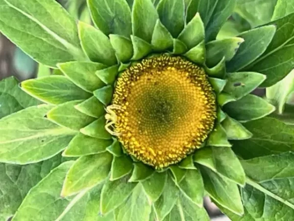 Carpesium macrocephalum (Da-hua-jin-wa-er)  potted plant, organic