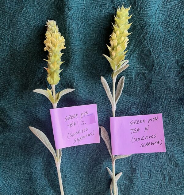 Greek Mountain Tea, South (Sideritis syriaca) potted plant, organic - Image 3