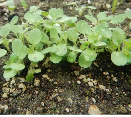 Greek Mountain Tea, North (Sideritis scardica), packet of 10 seeds - Image 4