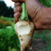Beet, Sugar (Beta vulgaris ssp vulgaris--Altissima group), packet of 100 seeds