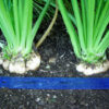 Beet, Sugar (Beta vulgaris ssp vulgaris--Altissima group), packet of 100 seeds - Image 2