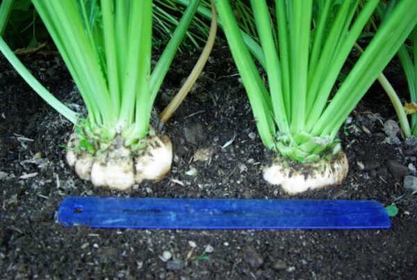 Beet, Sugar (Beta vulgaris ssp vulgaris--Altissima group), packet of 100 seeds - Image 2