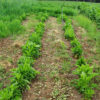 Beet, Sugar (Beta vulgaris ssp vulgaris--Altissima group), packet of 100 seeds - Image 3