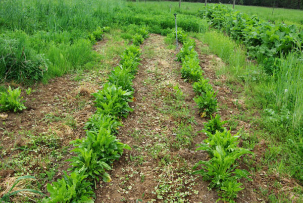 Beet, Sugar (Beta vulgaris ssp vulgaris--Altissima group), packet of 100 seeds - Image 3