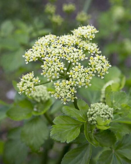 Alexanders (Smyrnium olusatrum) floweing plant