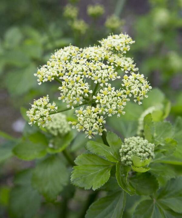 Alexanders (Smyrnium olusatrum) floweing plant