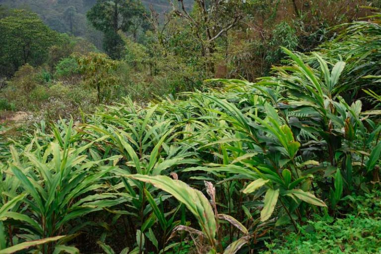 Black Cardamom (Amomum subulatum) plants